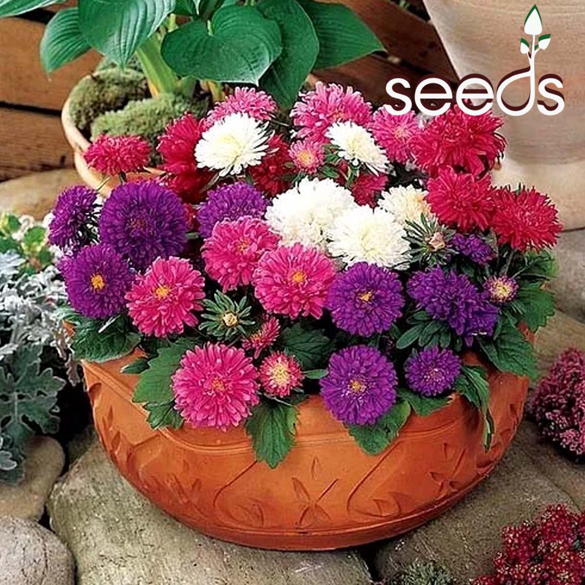 Aster Duchess Formula Mix - 50 Seeds