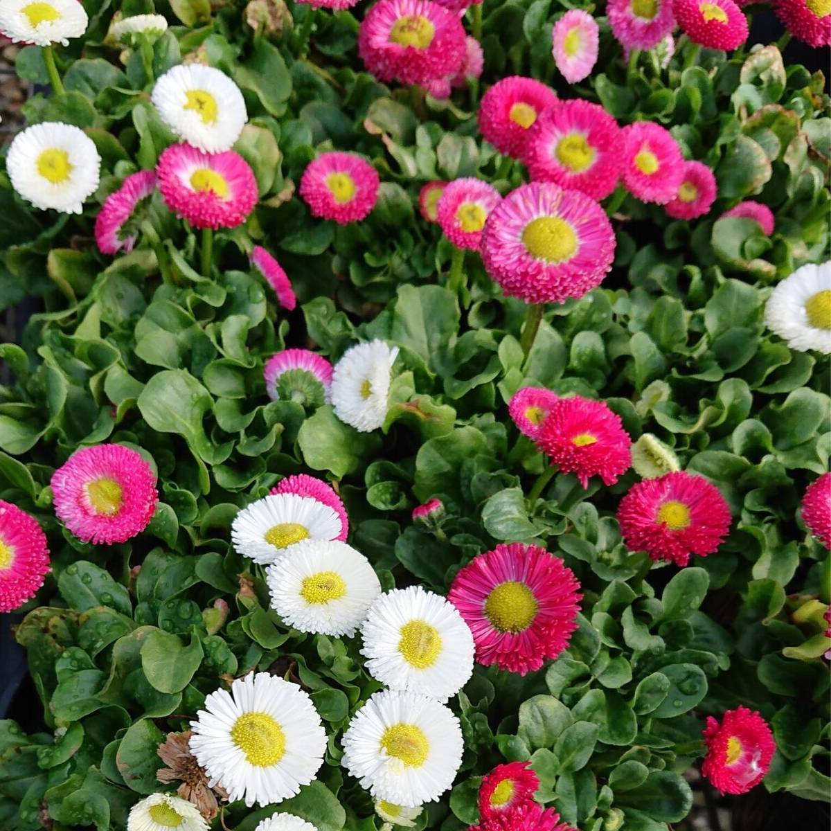 Bellis monstrosa Double Rose- 200 Seeds
