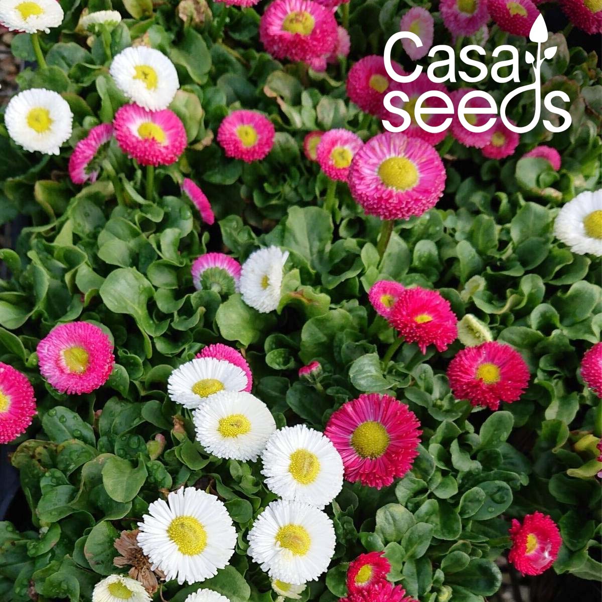 Bellis monstrosa Double Rose- 200 Seeds