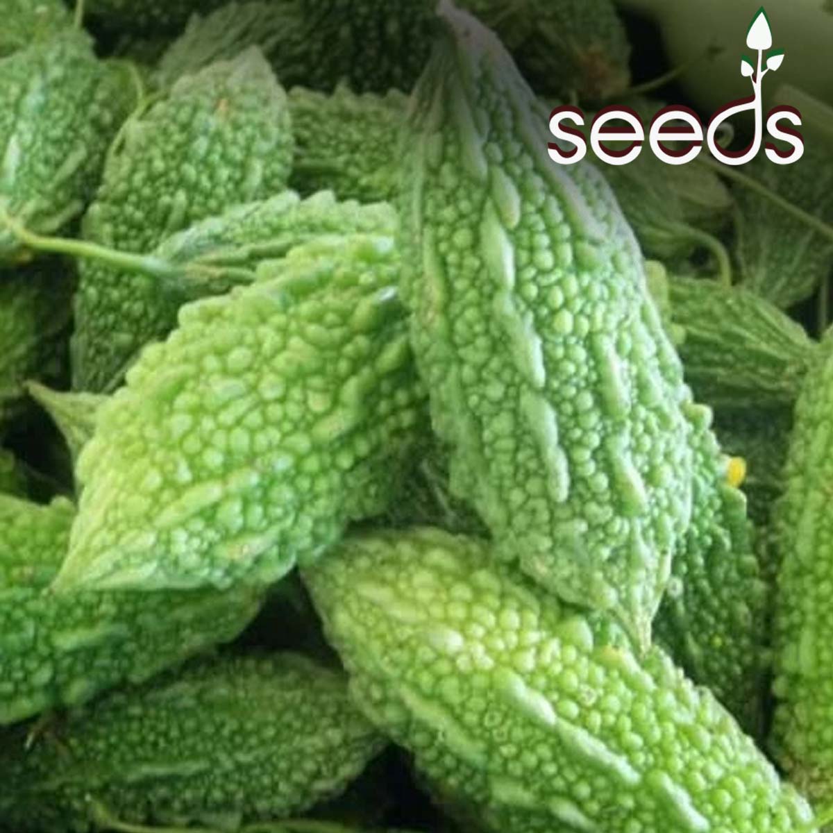 Bitter Gourd- 20 Seeds