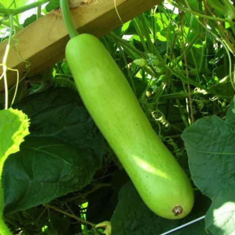 Bottle Gourd Long- 20 Seeds