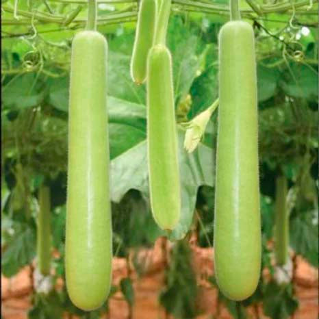 Bottle Gourd Long- 20 Seeds