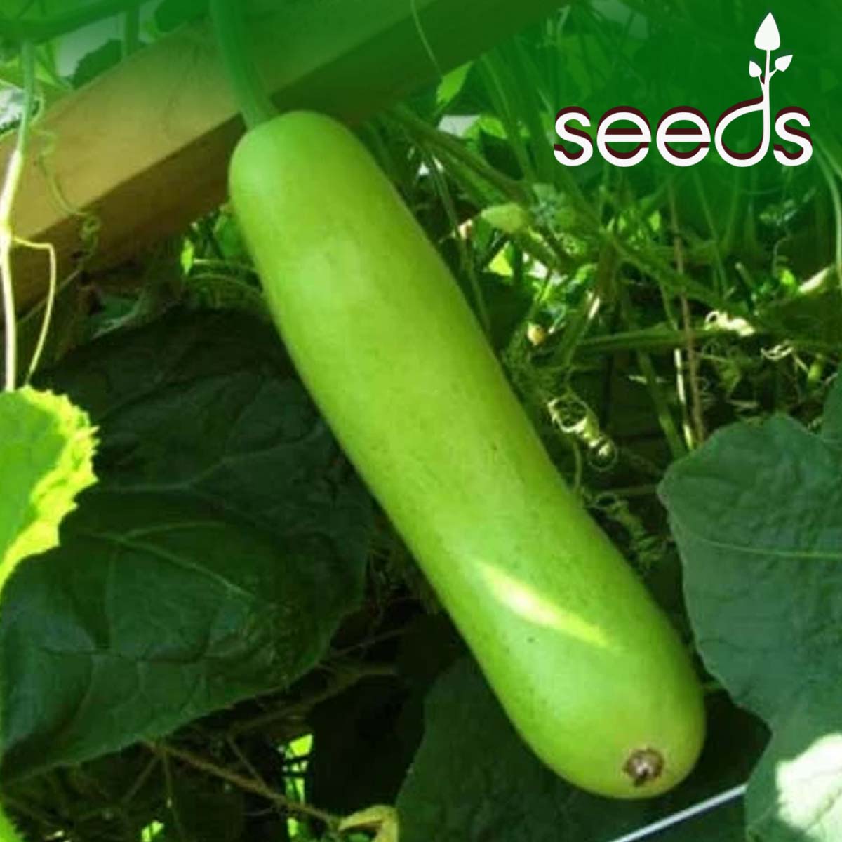 Bottle Gourd Long- 20 Seeds