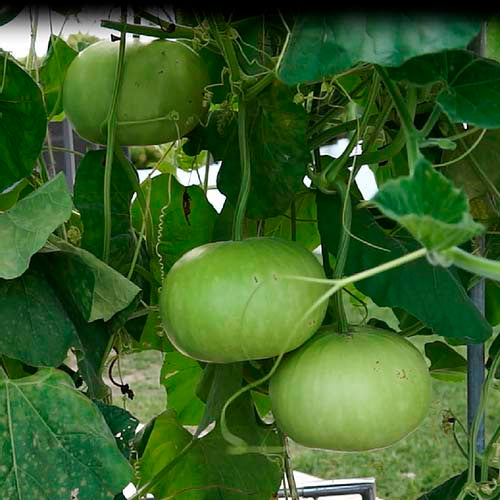Bottle Gourd Round- 20 Seeds