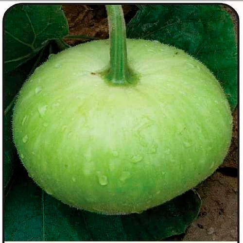 Bottle Gourd Round- 20 Seeds