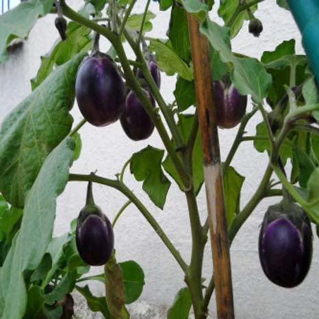 Brinjal Black Beauty - 100 Seeds