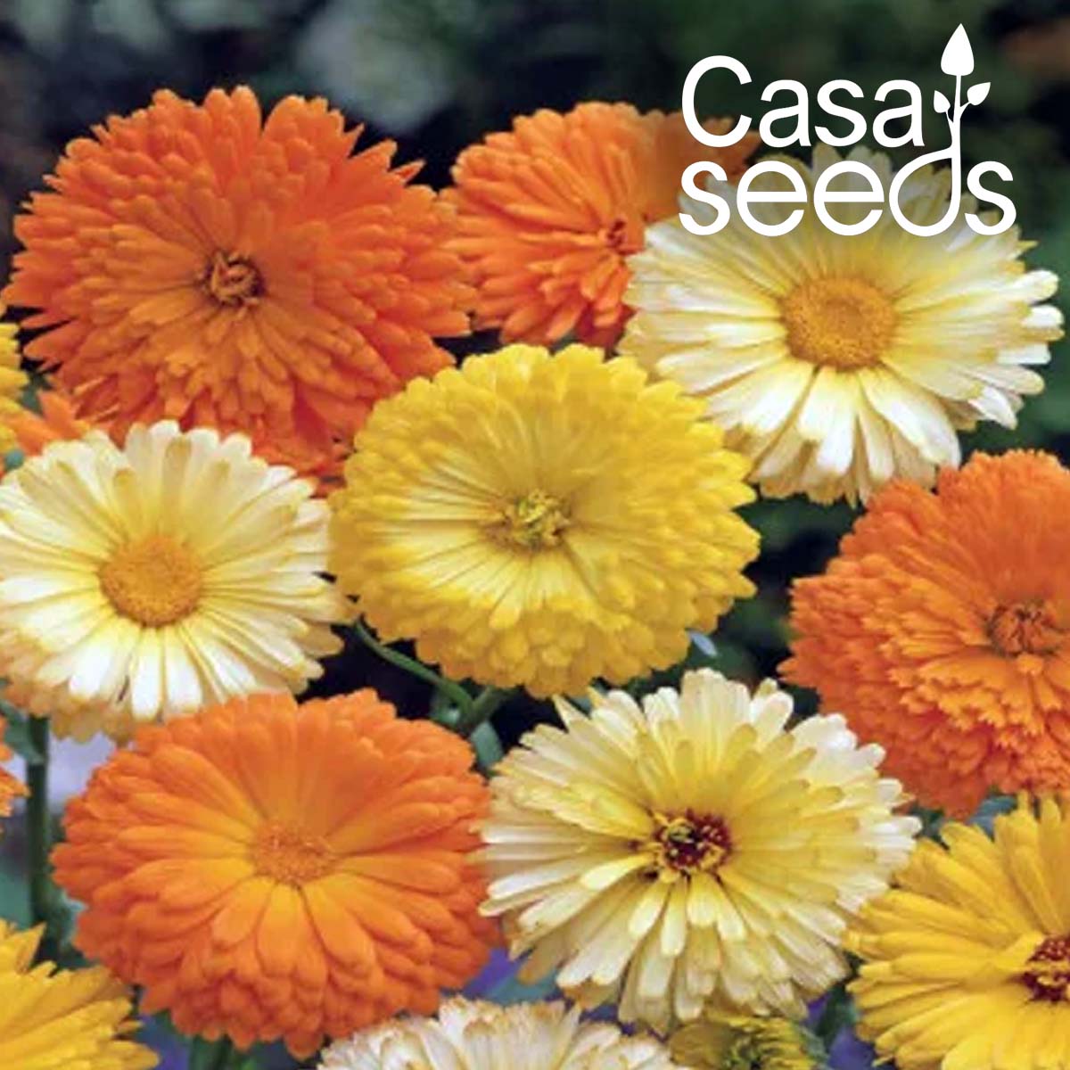 Calendula Fiesta Gitana Mix - 100 Seeds