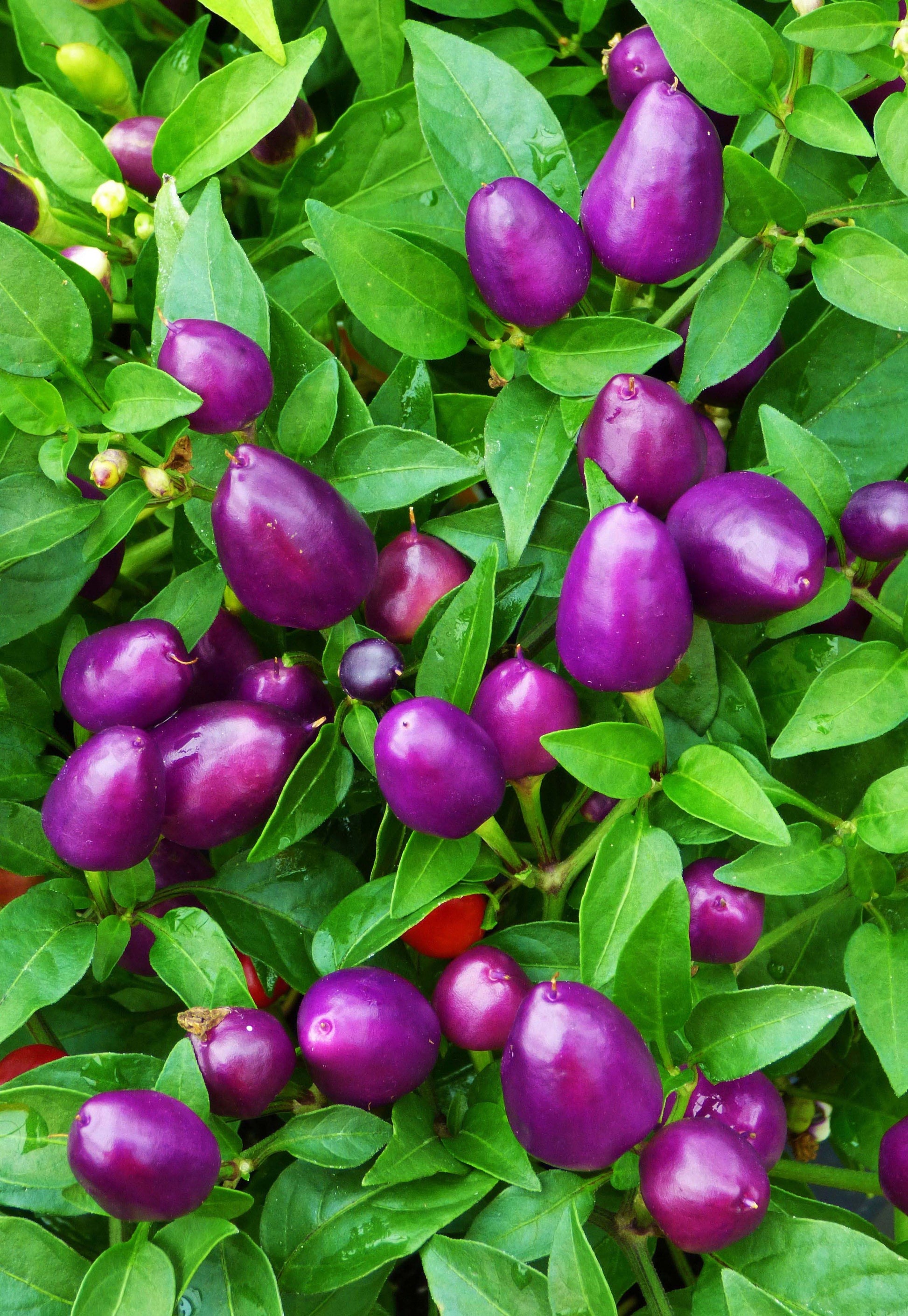 capsicum benefits
