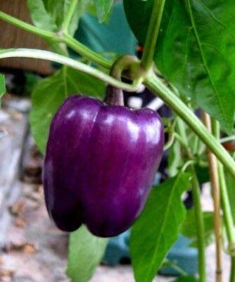 best capsicum seeds