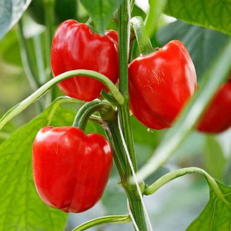 Capsicum Red- 30 Seeds