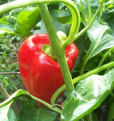 Capsicum Red- 30 Seeds