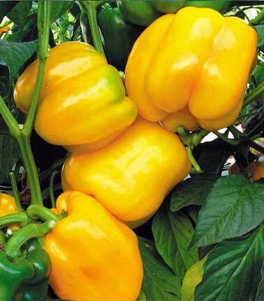 Capsicum Yellow- 30 Seeds