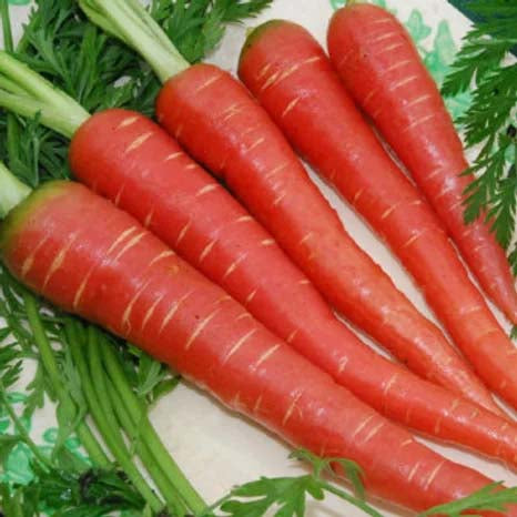Carrot Seeds - Carrot Red Long (Seeds - 100)