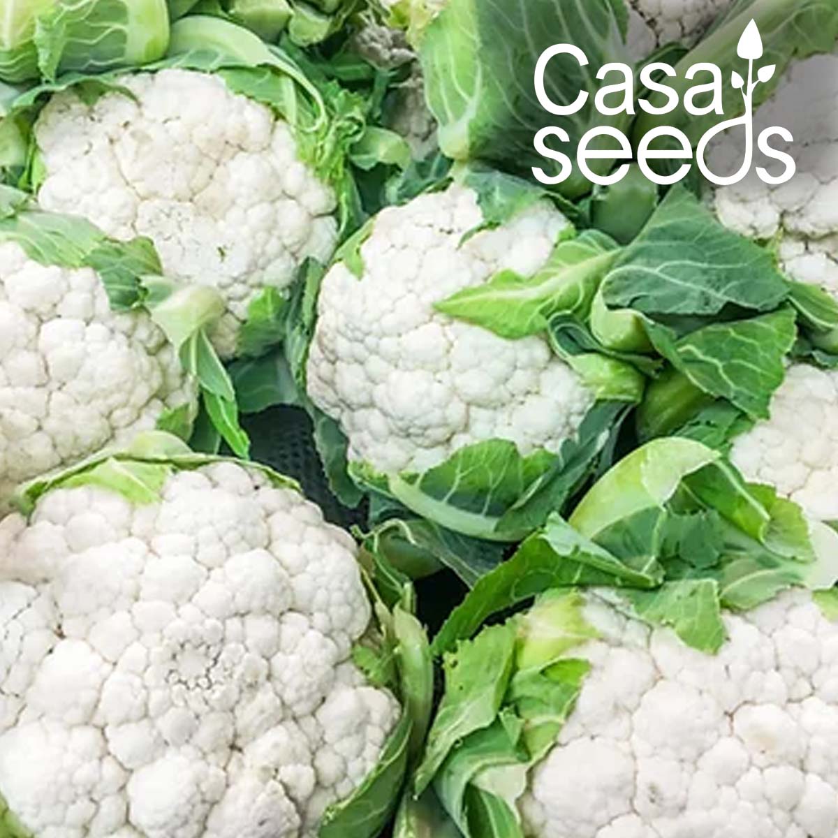Cauliflower- 100 Seeds