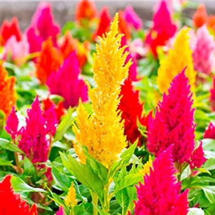 Celosia plumosa Mixed-100 Seeds