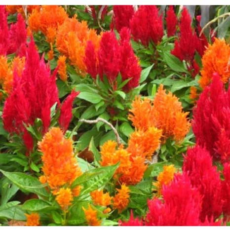 Celosia plumosa Mixed-100 Seeds