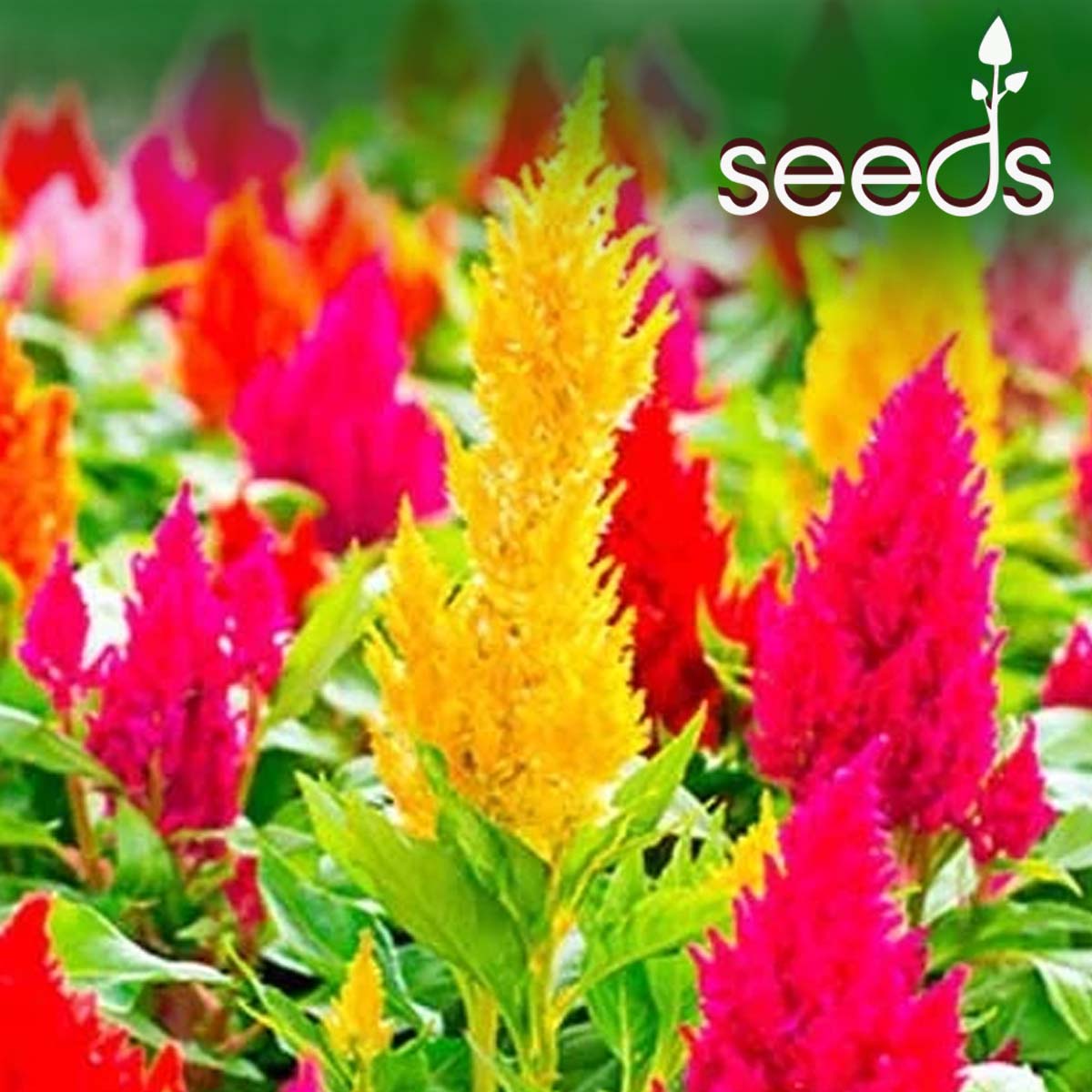 Celosia plumosa Mixed-100 Seeds