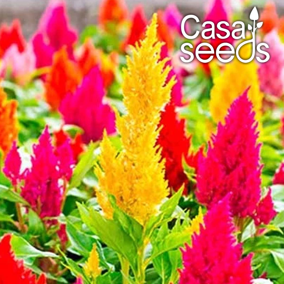 Celosia plumosa Mixed-100 Seeds