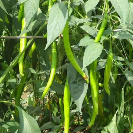 Chilli Hot - 50 Seeds