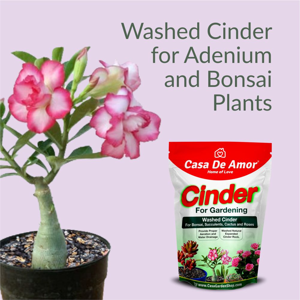 washed cinder for adenium and bonsai plants