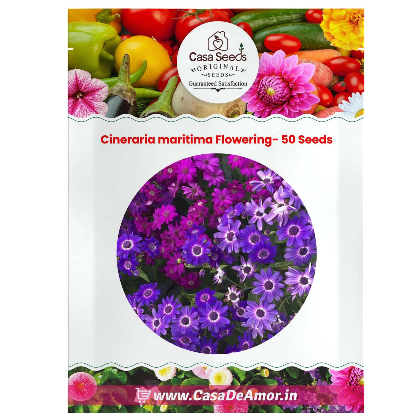 Cineraria maritima Flowering- 50 Seeds