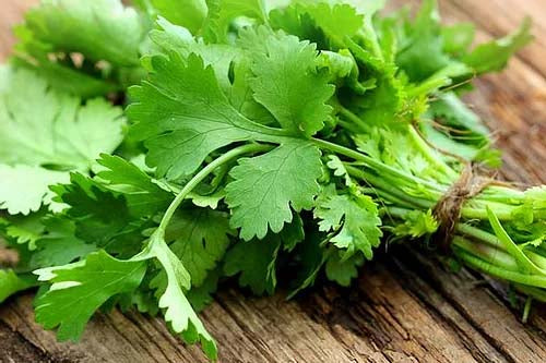 Organic Coriander Seeds - 50 Seeds