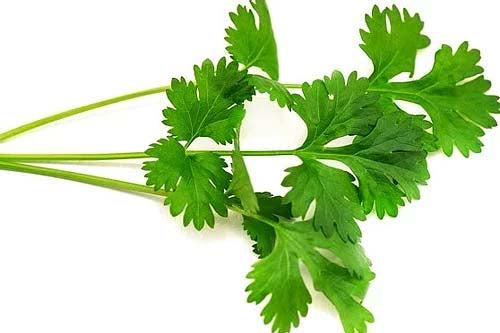 Organic Coriander Seeds - 50 Seeds