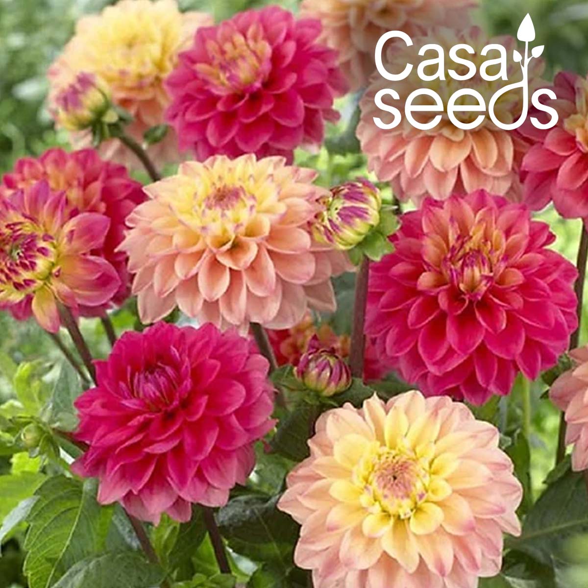 Dahlia Double Figaro Mixed- 50 Seeds