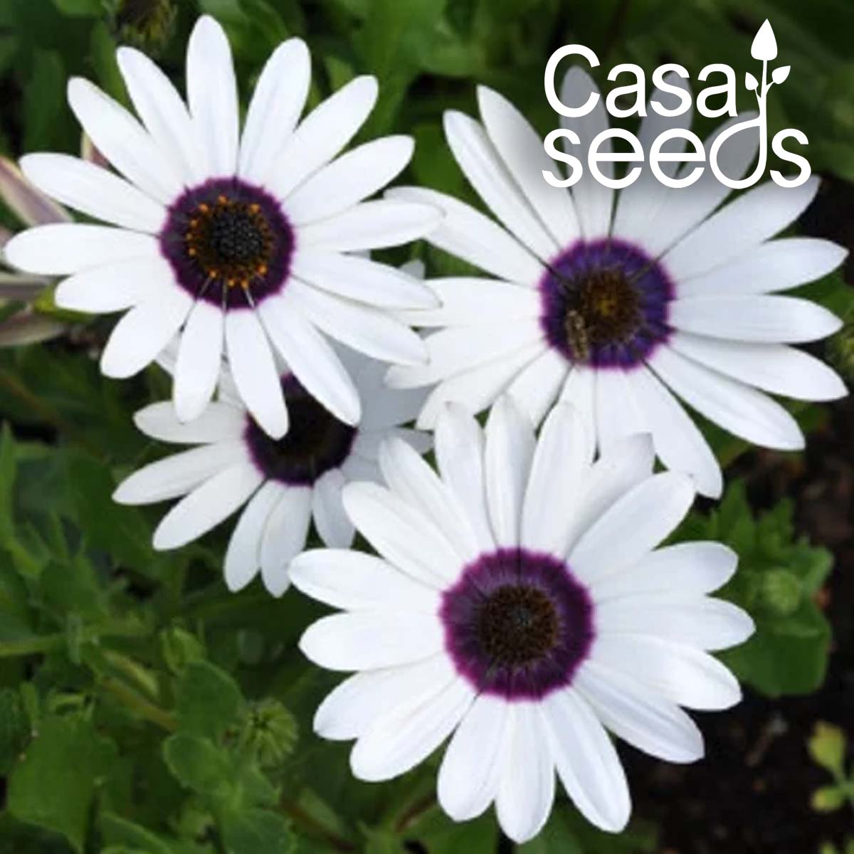 Dimorphotheca Erecta White- 100 Seeds