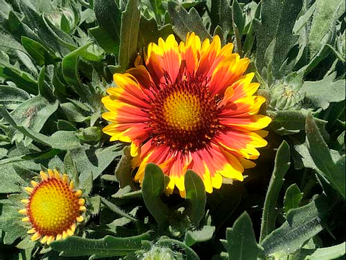 Gaillardia Mix- 40 Seeds
