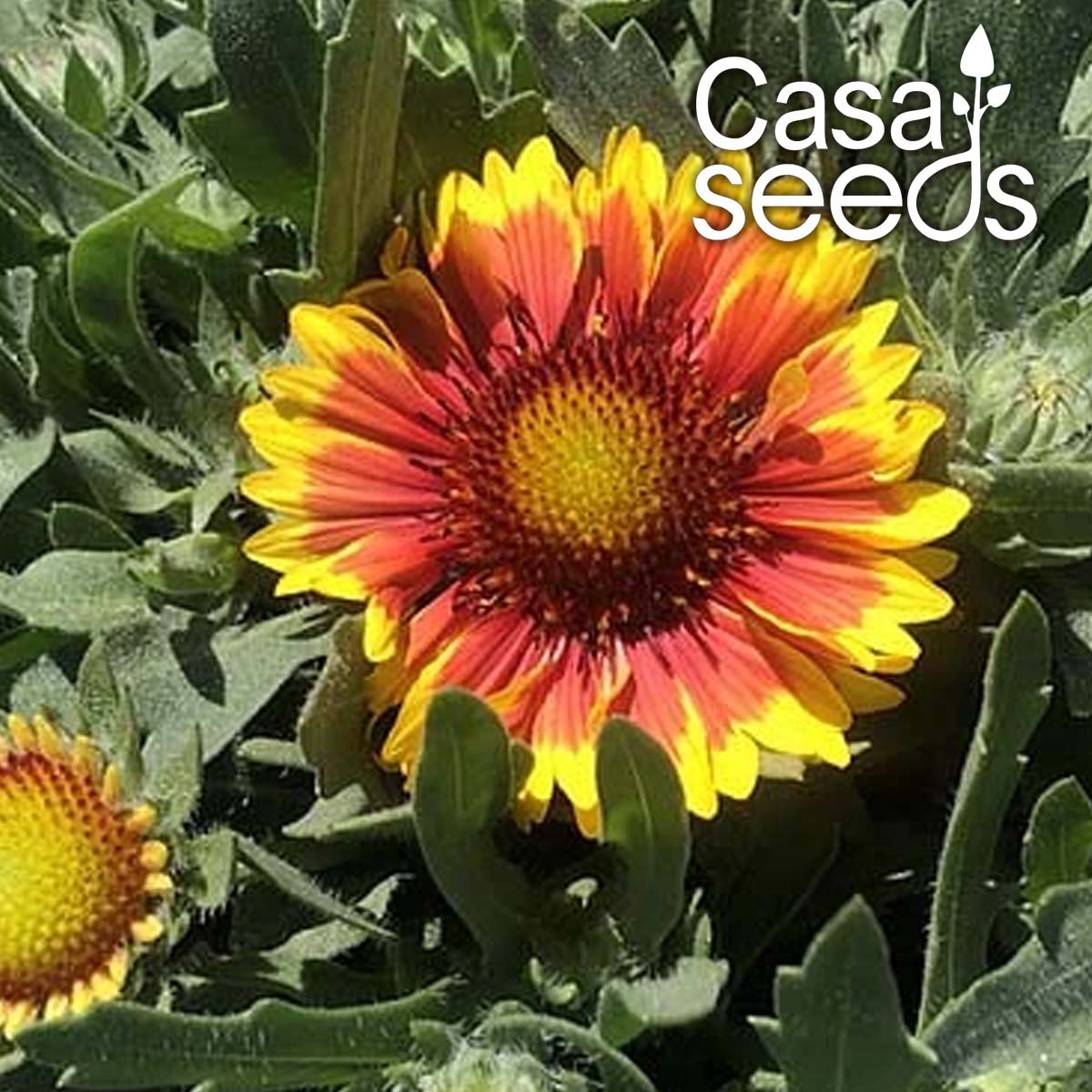 Gaillardia Mix- 40 Seeds