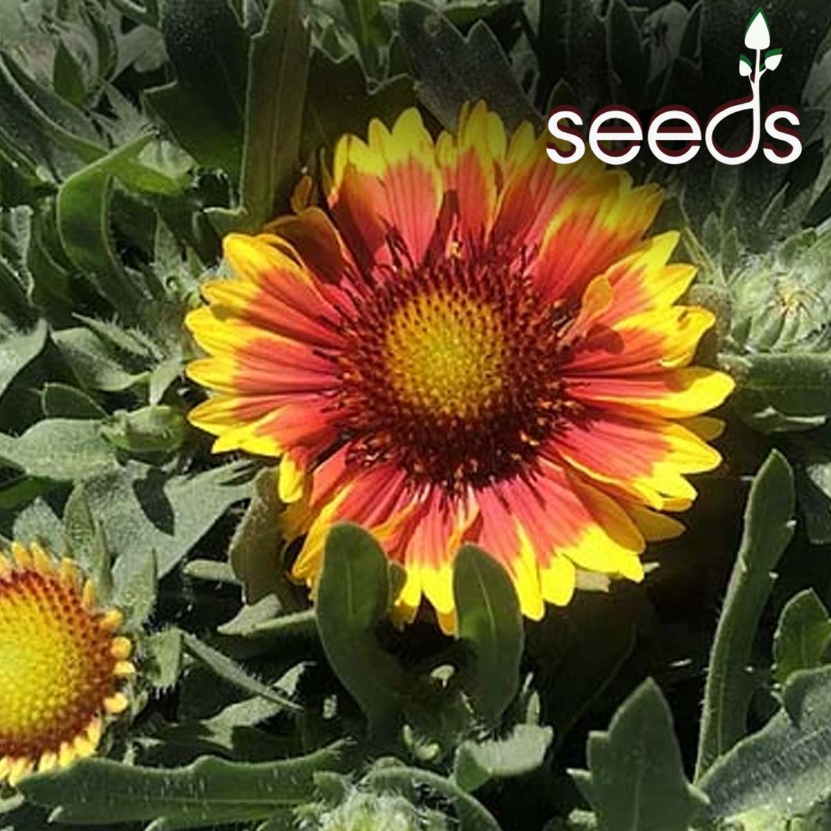 Gaillardia Mix- 40 Seeds