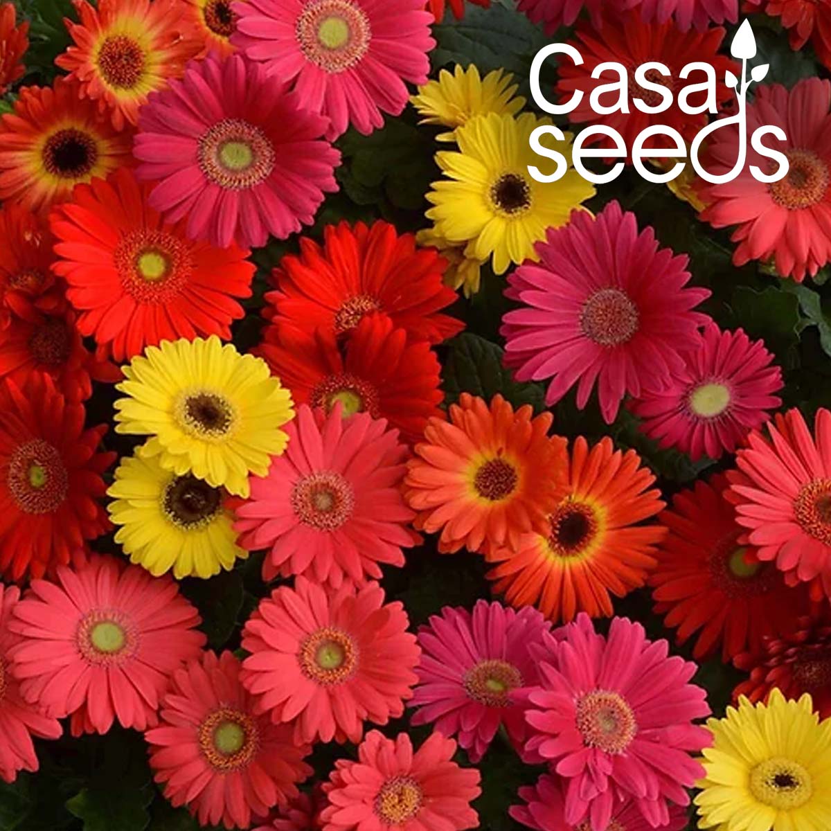Gerbera Jamesonii Mix- 10 Seeds
