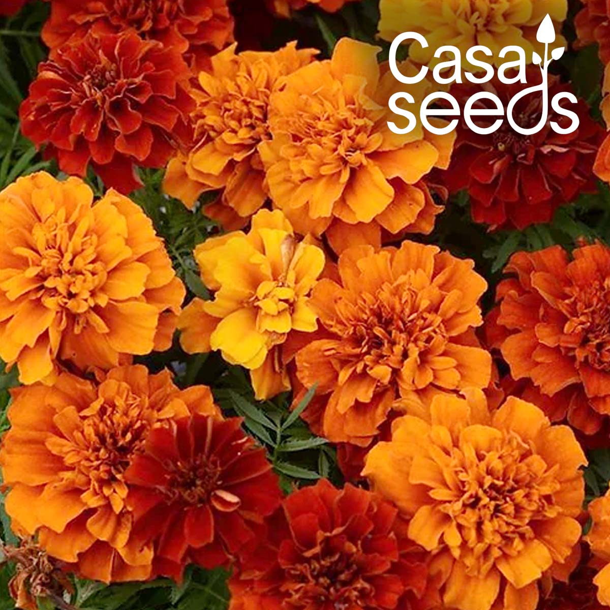 HYB - French Marigold Fireball - 20 Seeds