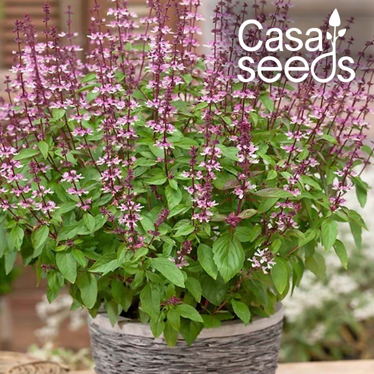Herb Basil Green- 50 Seeds