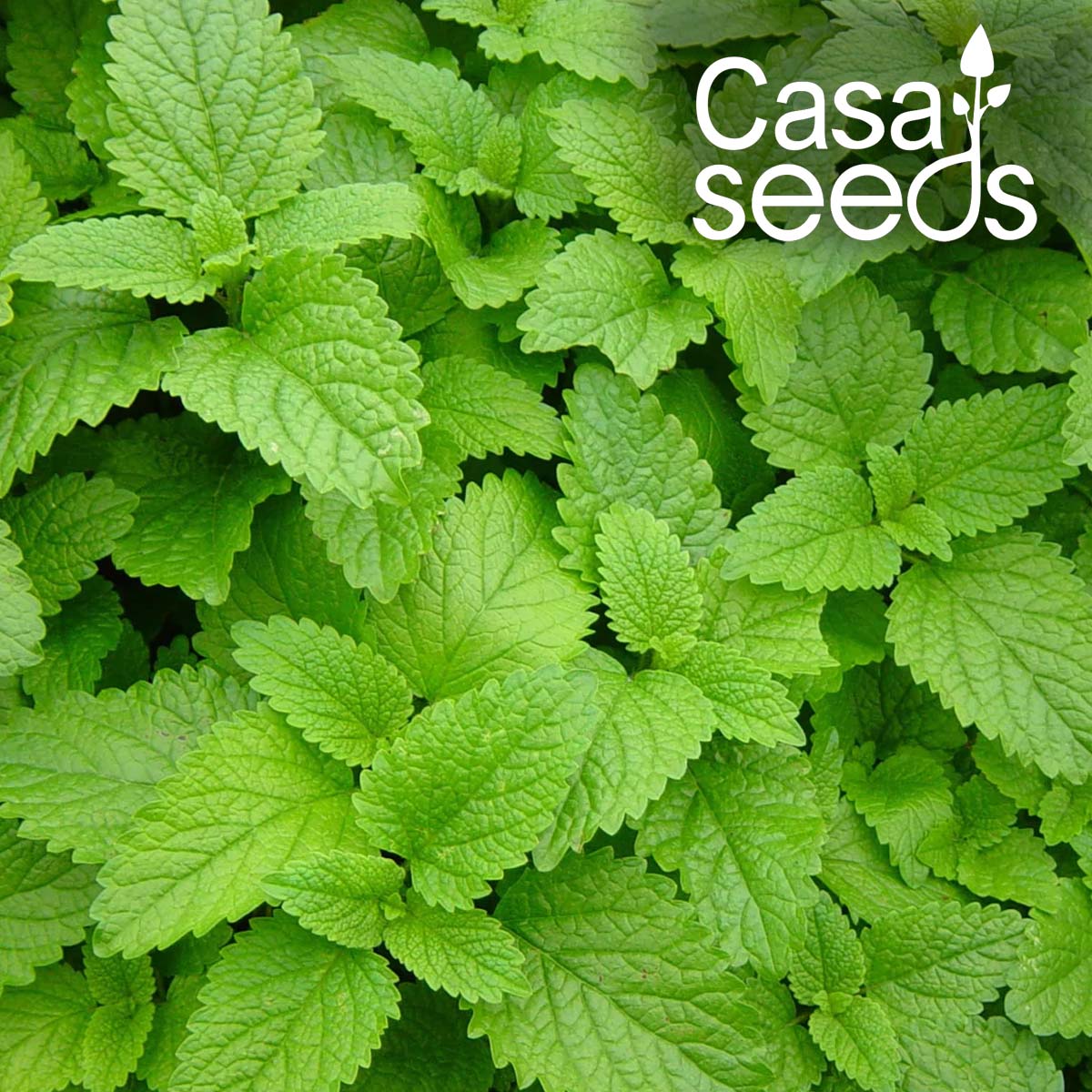 Herb Lemon Balm- 50 Seeds