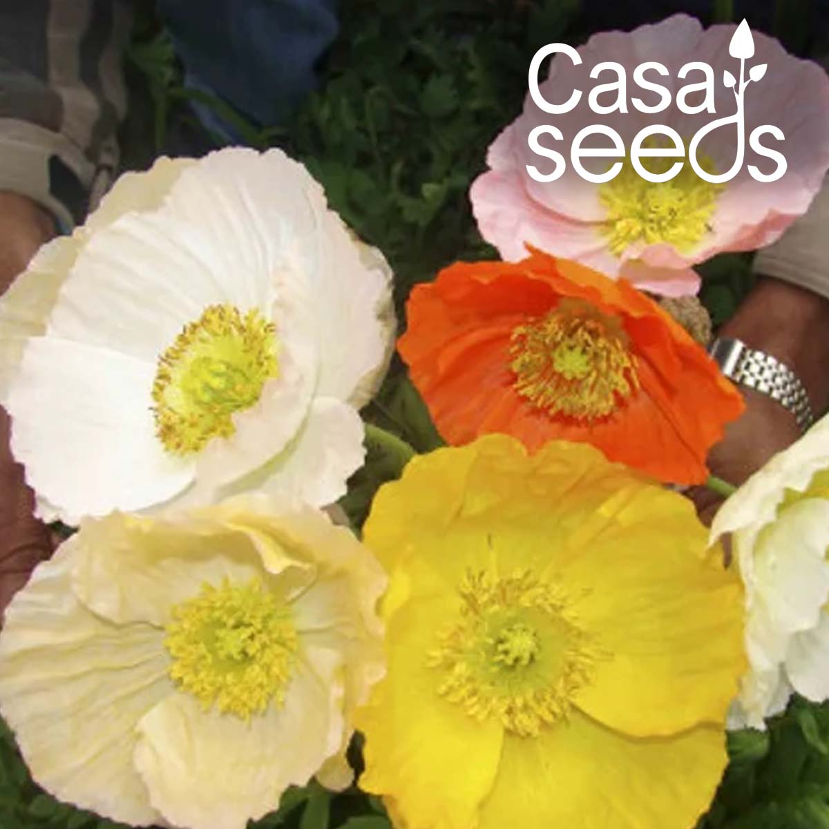 Iceland Poppy - Papaver naudicaule Mix- 50 Seeds