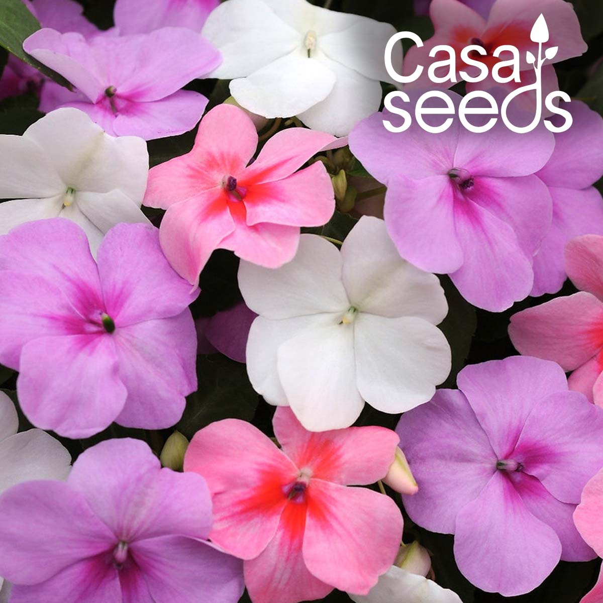 Impatiens Baby Mix- 25 Seeds