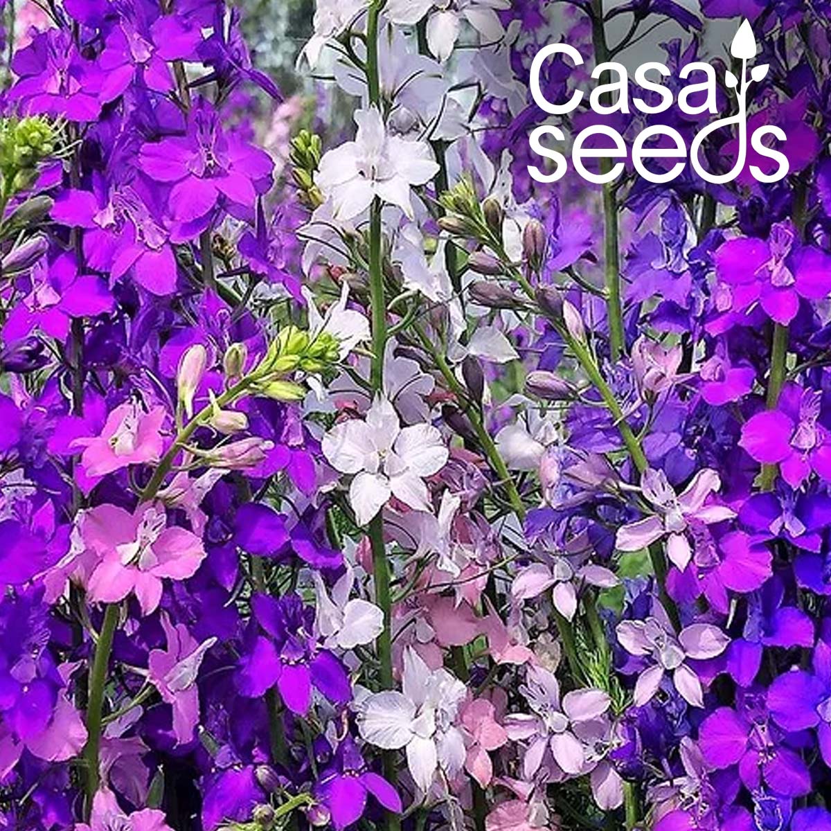 Larkspur - Delphinium consolida Mixed - 200 Seeds