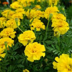 Marigold Gulzafri Yellow Seeds (175 Seeds) - Casa De Amor Organic Gardening India