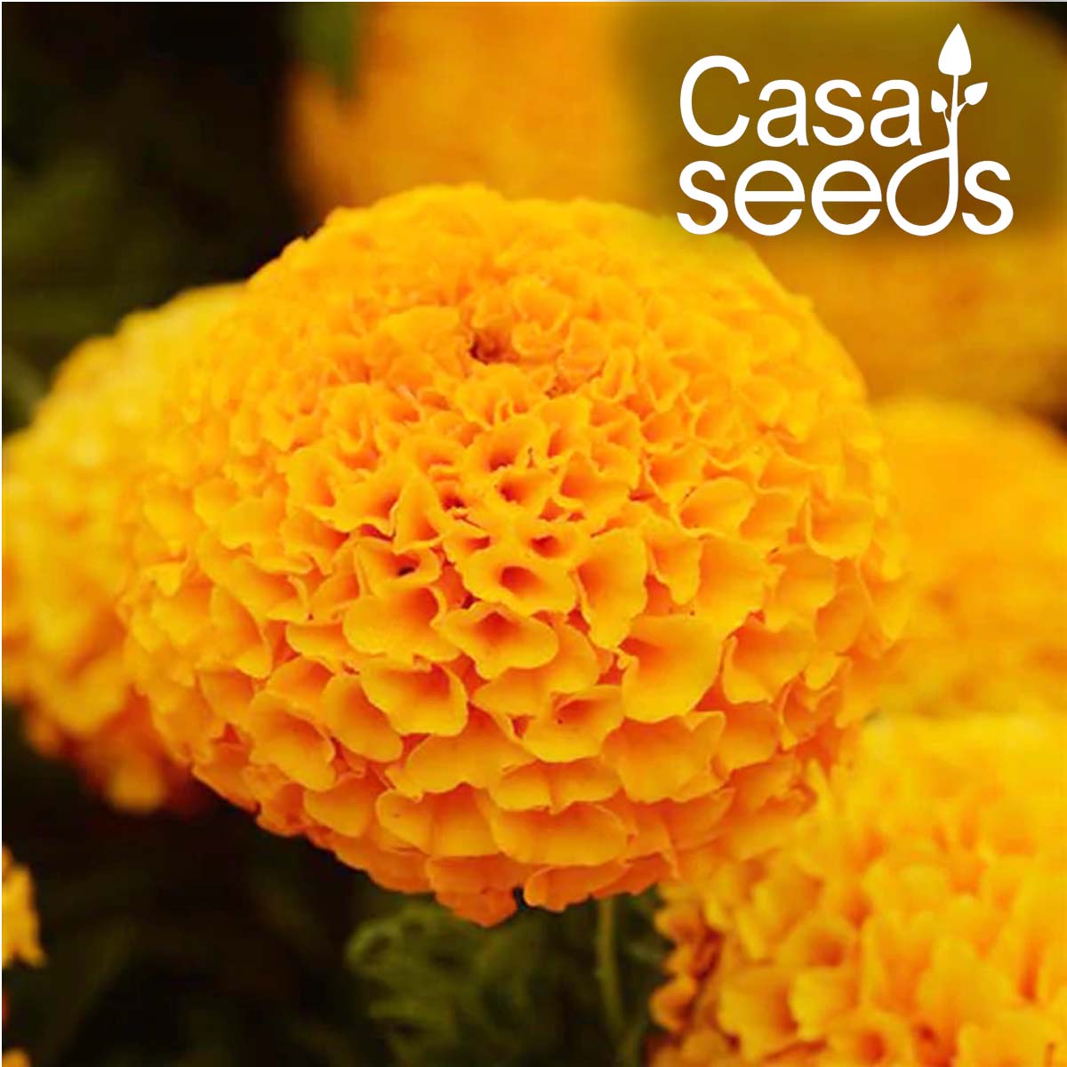 African Marigold F2 Orange- 50 Seeds