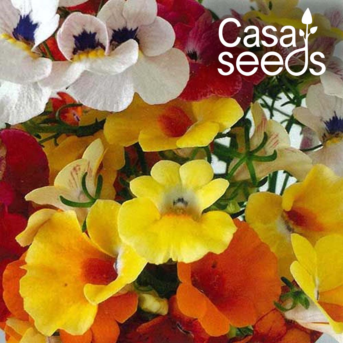 Nemesia Carnival Mix- 100 Seeds