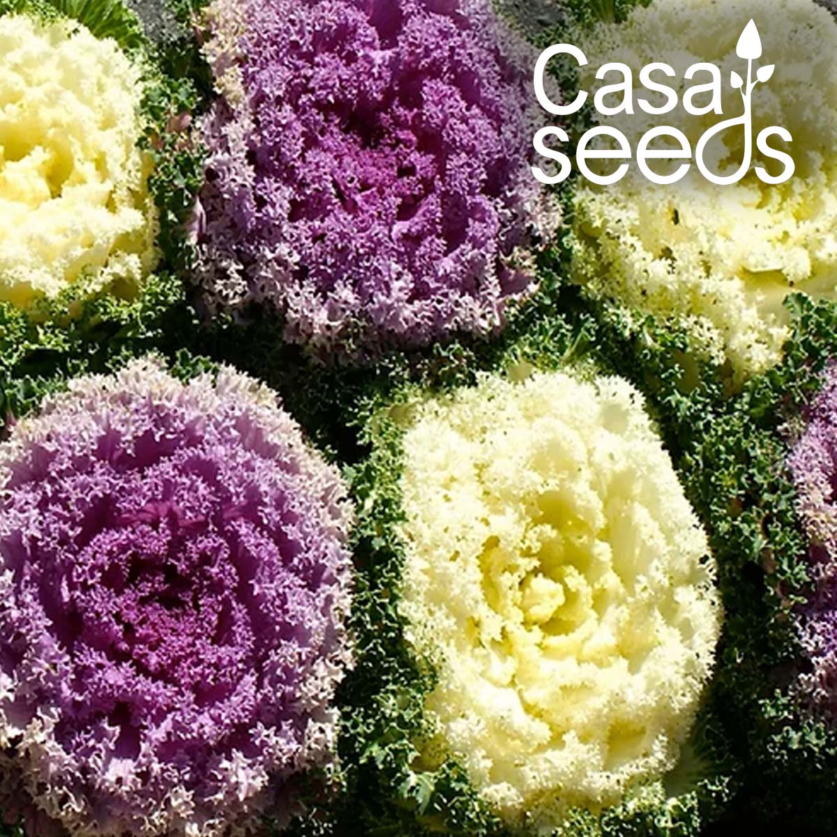 Ornamental Kale - 100 Seeds