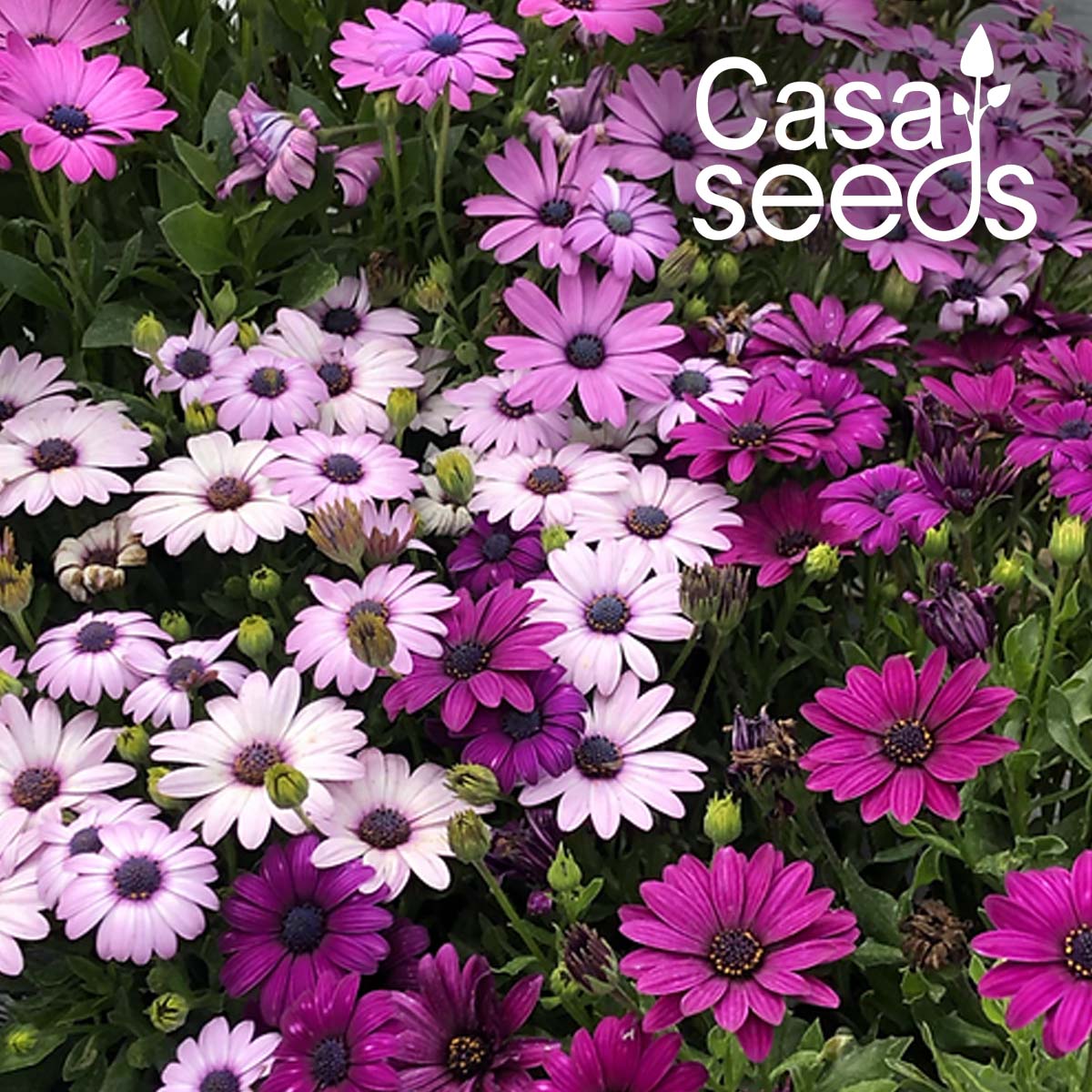 Osteospermum ecklonis- 50 Seeds
