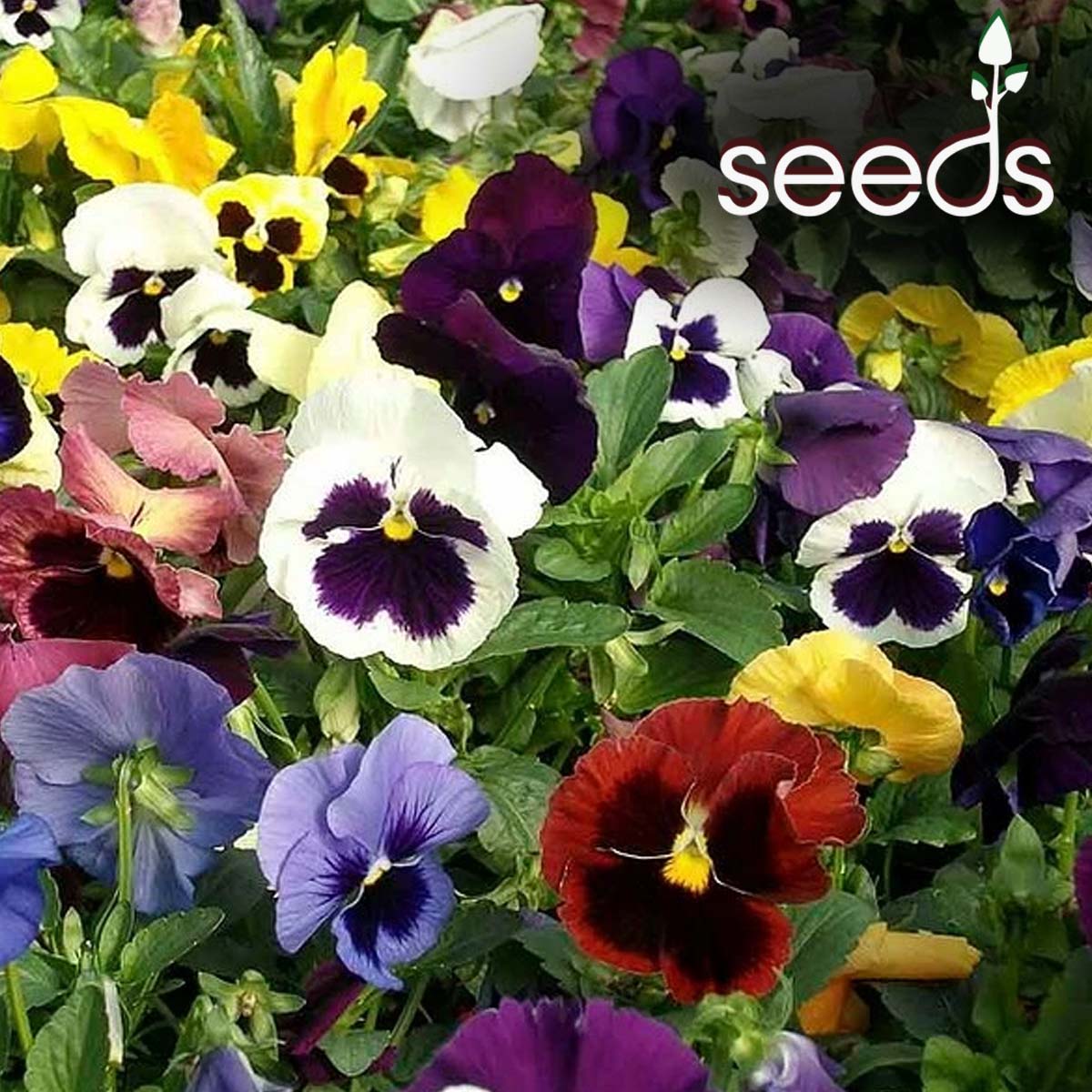 Pansy Swiss Giant Mix - 100 Seeds