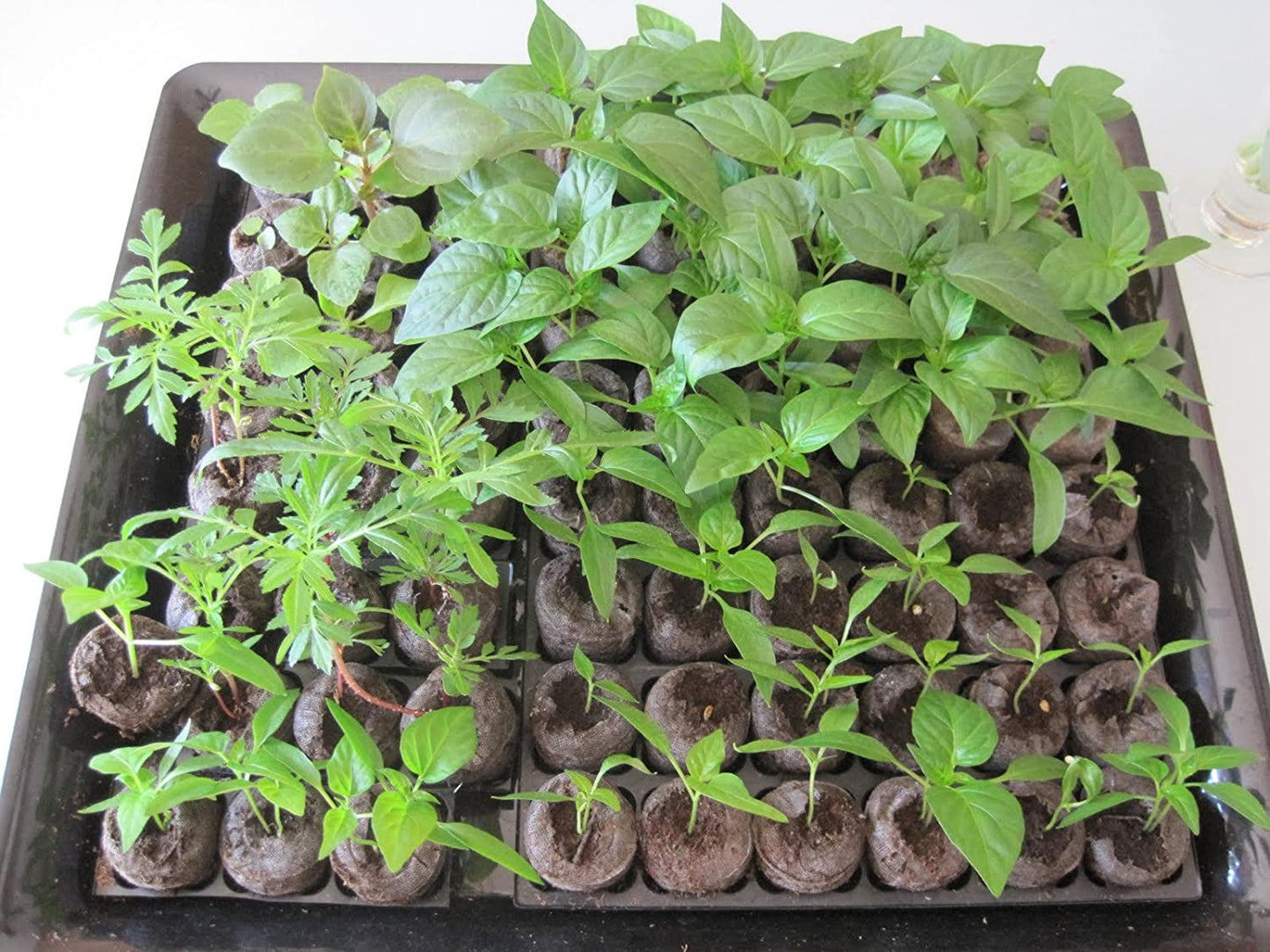 Casa De Amor Coco Disc | Coco Pellets | Coco Coin Coir | Seed Germination Kit | Peat Pellets for Gardening Seedling