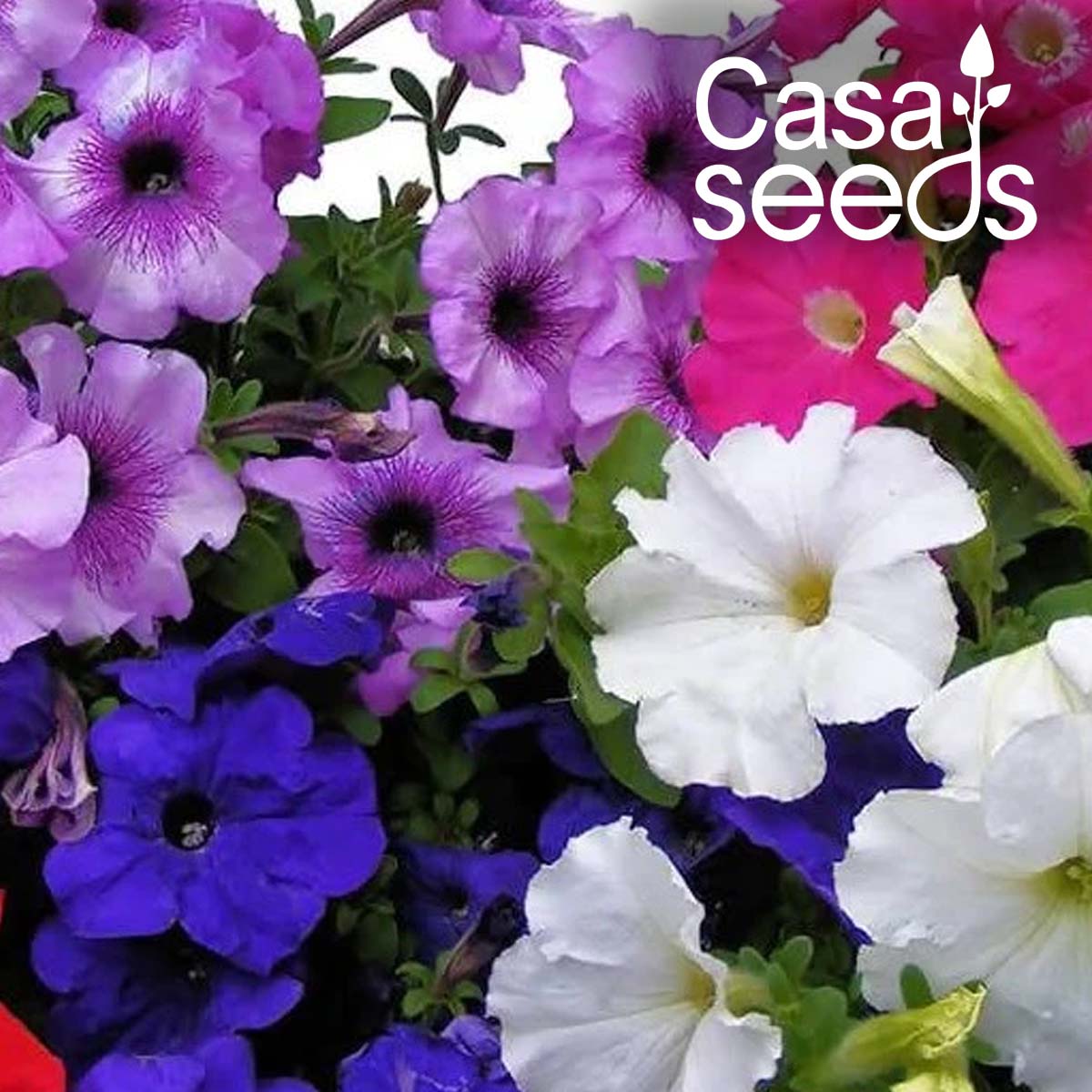 Petunia NC Dwarf mix- 200 Seeds