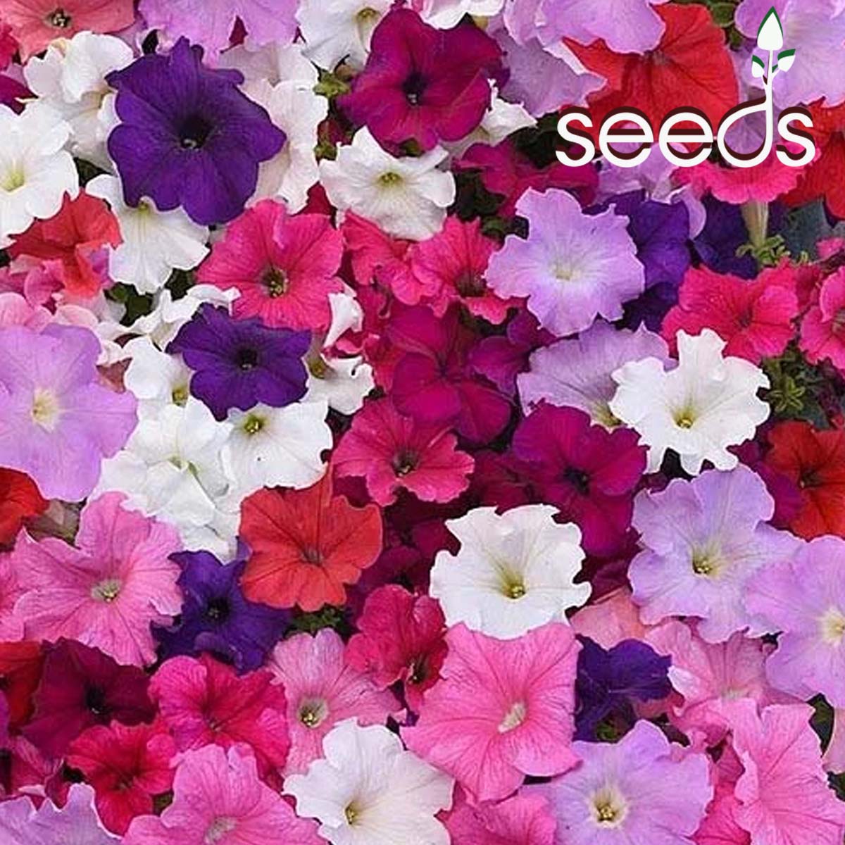 Petunia Supercascade Mixed F1 Hybrid- 50 Seeds