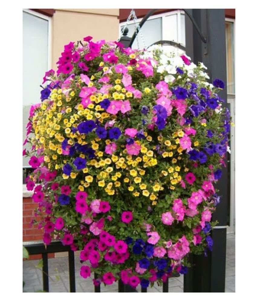 Phlox Beauty Mix- 200 Seeds