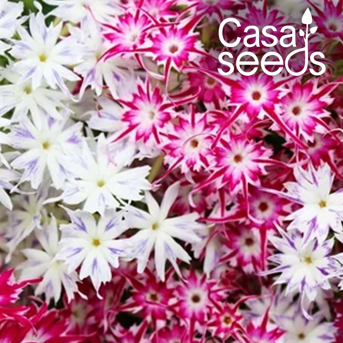 Phlox Twinkle Stars Mix- 200 Seeds